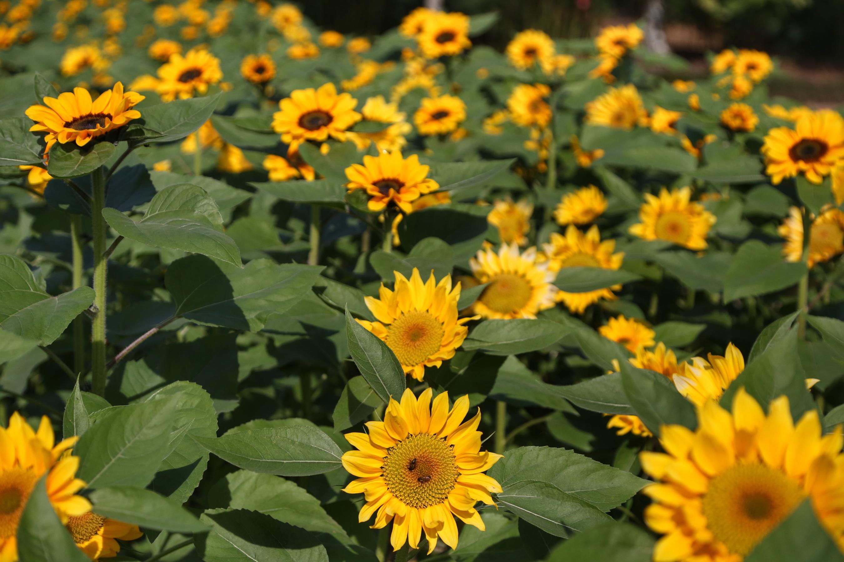 Campos de flores no Paraná encantam turistas Correio do Cidadão