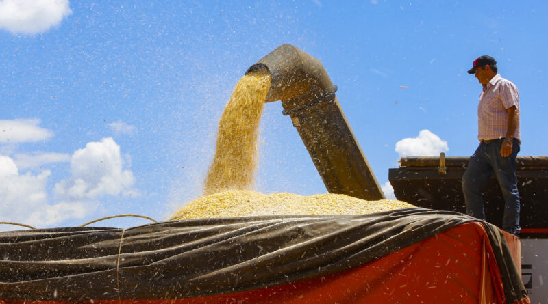 Paraná mantém estimativa de safra recorde, mesmo com redução da produção de milho